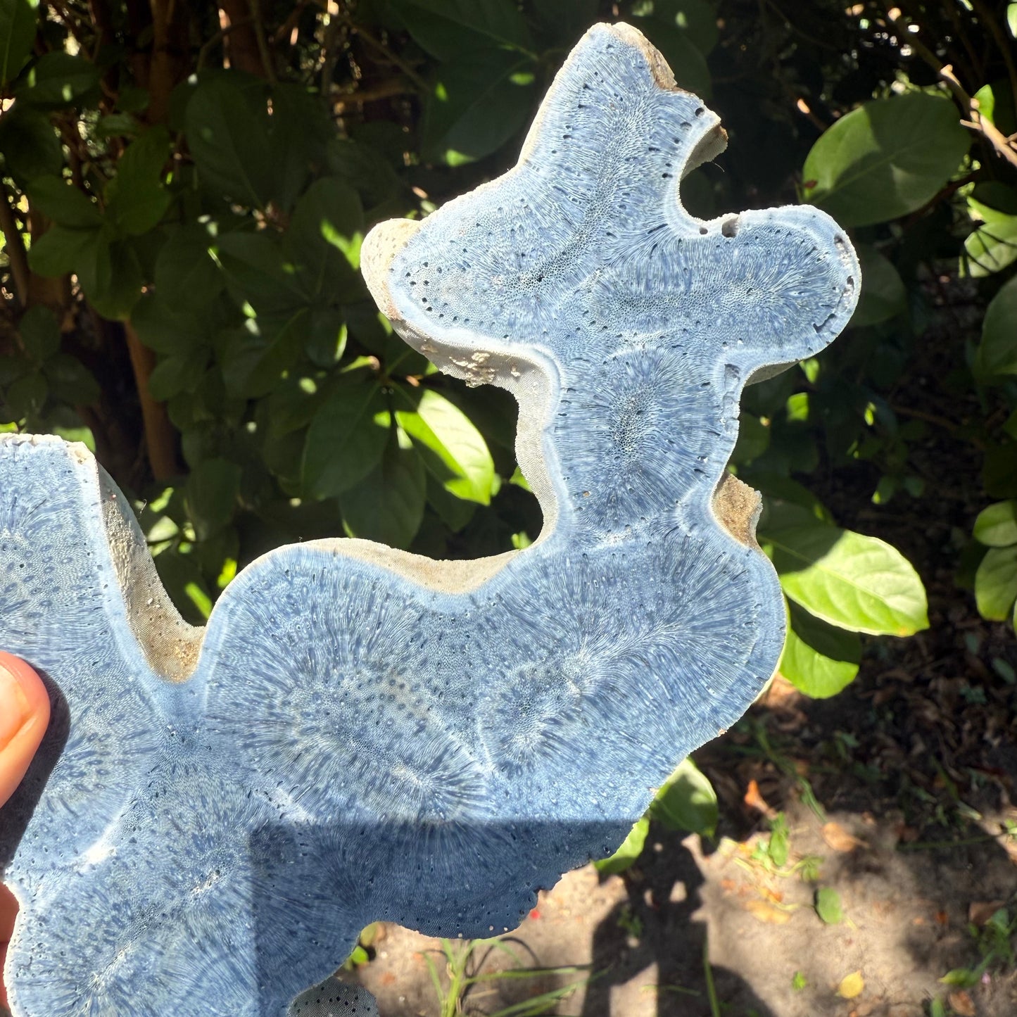 Rare Natural Blue Coral Reef Cluster Marine Mineral Crystal Specimem