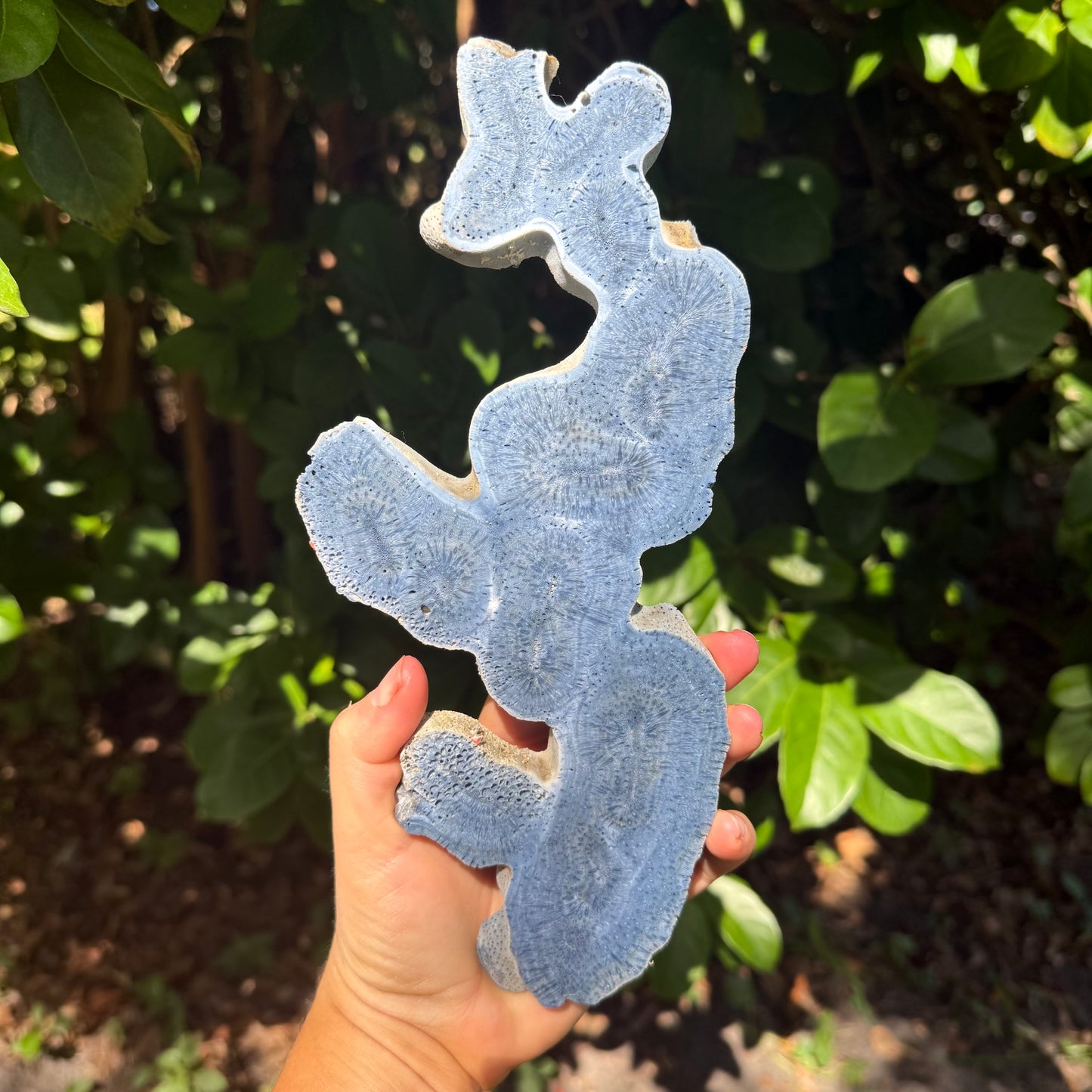 Rare Natural Blue Coral Reef Cluster Marine Mineral Crystal Specimem