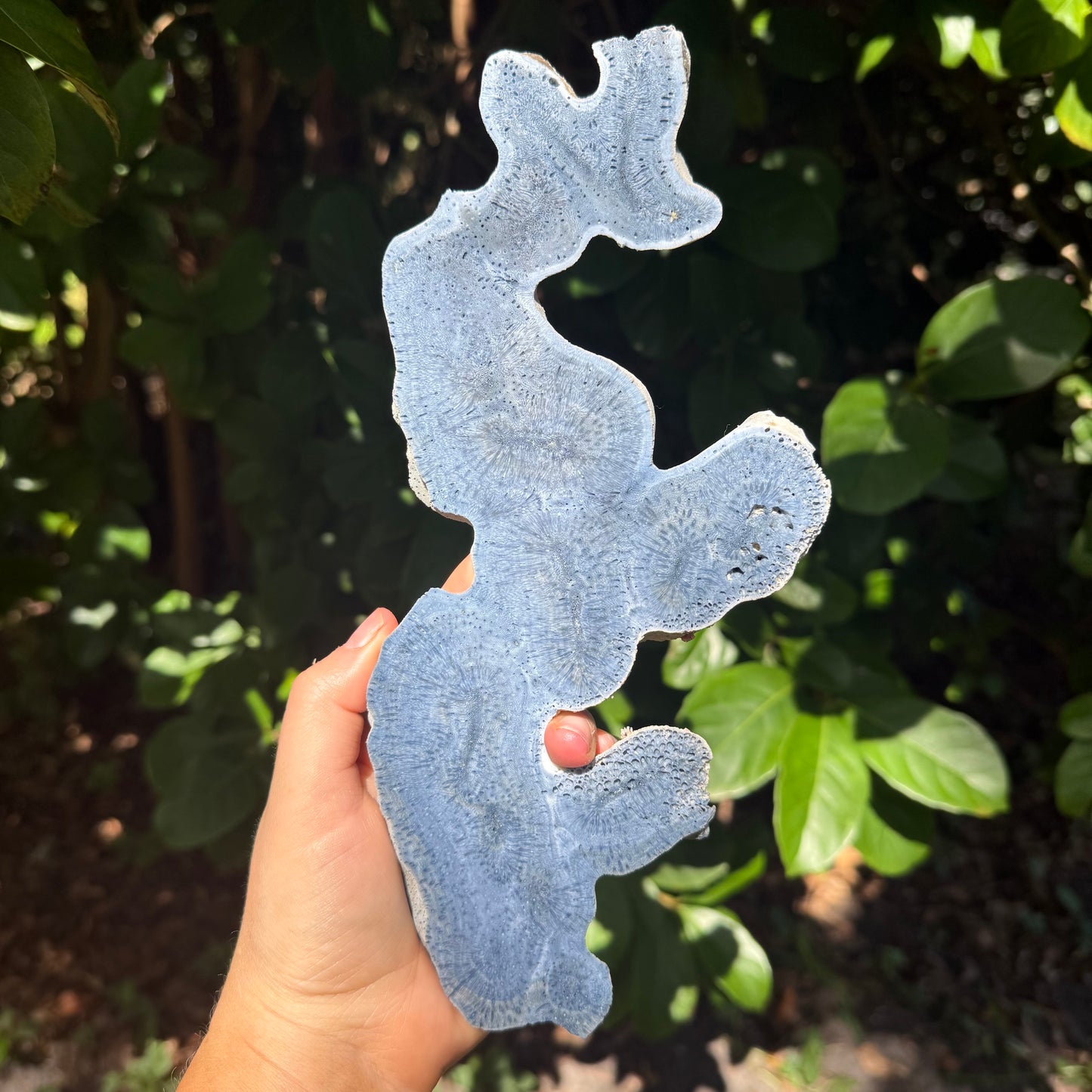 Rare Natural Blue Coral Reef Cluster Marine Mineral Crystal Specimem