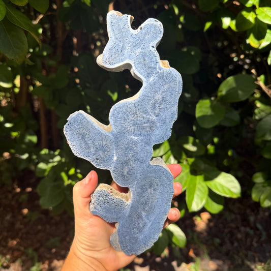 Rare Natural Blue Coral Reef Cluster Marine Mineral Crystal Specimem
